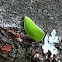 Conical Planthopper