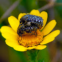 White-spotted Rose Beetle