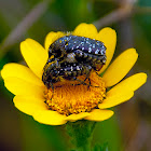 White-spotted Rose Beetle