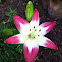 Tiger Lilly