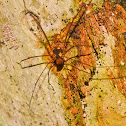 Harvestman