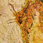 Harvestman