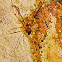 Harvestman