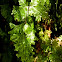 Shiny Filmy Fern