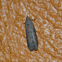 Moth