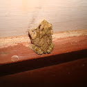 Common Indian Toad