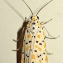 Heliotrope Moth