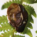 Semi-slug