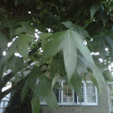 American sweet gum