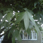 American sweet gum