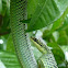 Golden Tree snake