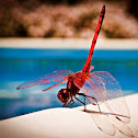 Ruddy Darter
