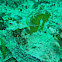 Seahorse