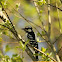 Downy Woodpecker