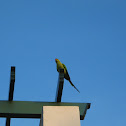 Rose-ringed Parakeet