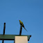 Rose-ringed Parakeet