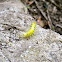 Definite Tussock Moth caterpillar