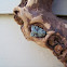 Green Leuconycta Moth