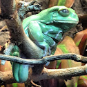 Waxy Monkey Frog