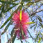 Bottle Brush