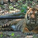 Siberian Tiger