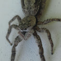 Large Diamond-Backed Jumper (Female)