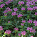 Purple Bee Balm