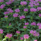 Purple Bee Balm