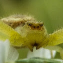 Flower Crab Spider