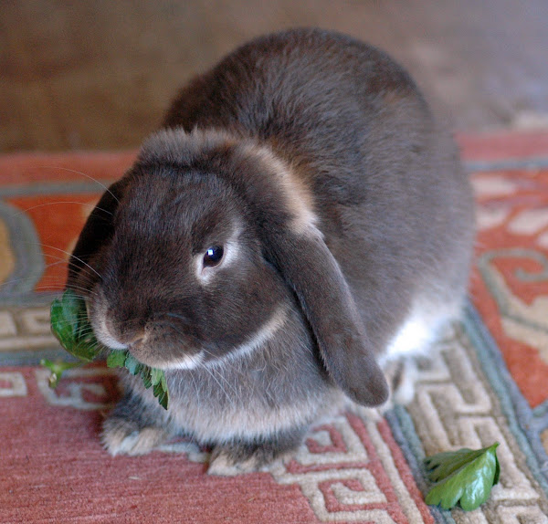 Minilop rabbit, aka Holland lop Project Noah