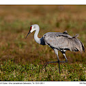 Sandhill Crane