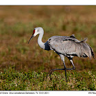 Sandhill Crane