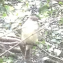 Eastern phoebe