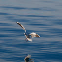 Black-headed gull (winter)