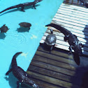 american alligator