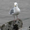 Seagull