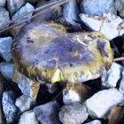 Bitter Bolete