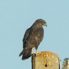 Buzzard; Ratonero Común