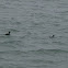 Harlequin Duck
