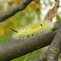 Pale tussock