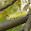 Pale tussock
