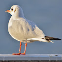 Black-headed Gull