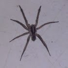 Rabid Wolf Spider