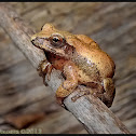 Spring Peeper