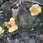 Sulphur Shelf