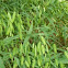 River Oats
