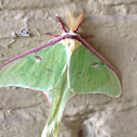 Luna moth