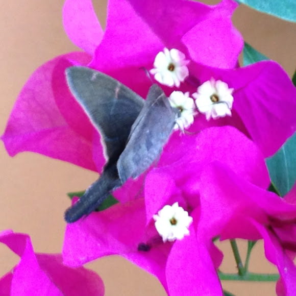 Spotting Image 1