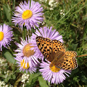 Crown Fritillary