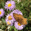 Crown Fritillary
